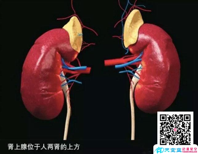 為什么人在生死關(guān)頭會變成超級大力士？ - 黃鶴樓十萬個為什么動漫視頻.jpg
