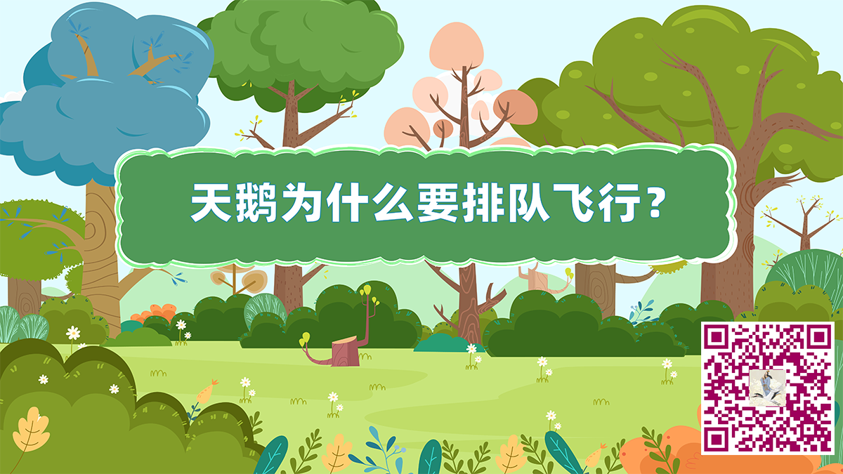 天鵝為什么要排隊(duì)飛行二維碼.png 天鵝為什么要排隊(duì)飛行二維碼.png