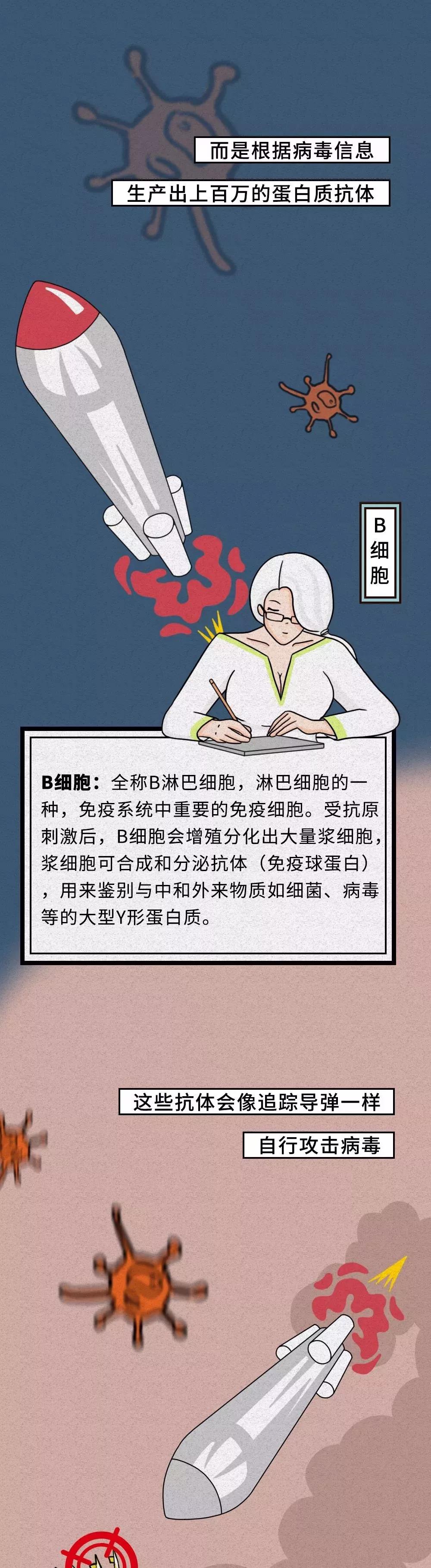 B細胞對新型冠狀病毒生產(chǎn)蛋白質(zhì).jpg