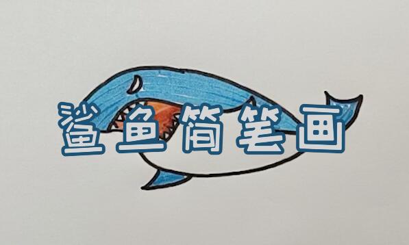 鯊魚簡筆畫怎么畫呢？.jpg