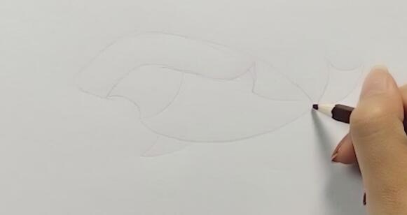 1、先用鉛筆勾畫出鯊魚的形狀。畫出鯊魚的頭部和身體。留出嘴巴位置。.jpg