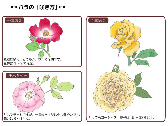 各種花的簡單畫法，一步一步教你畫鮮花