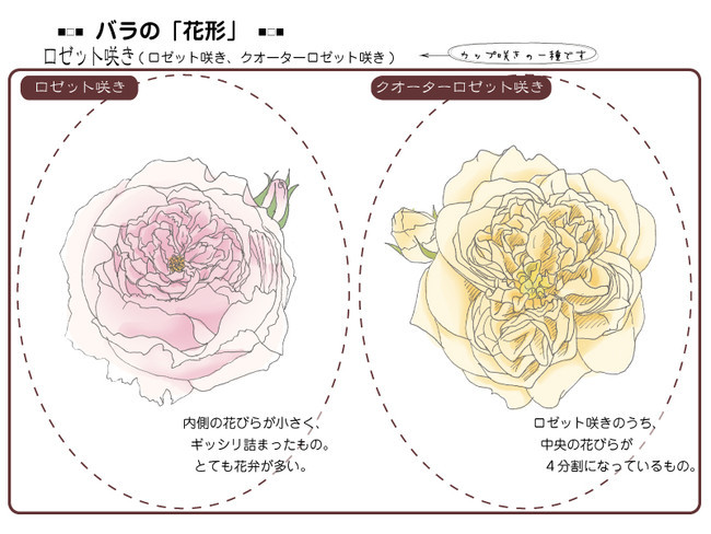 各種花的簡單畫法，一步一步教你畫鮮花