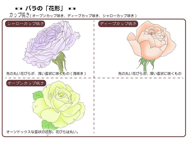 各種花的簡單畫法，一步一步教你畫鮮花