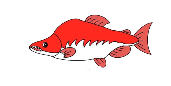 大馬哈魚簡(jiǎn)筆畫畫法圖片