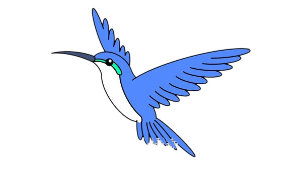 蜂鳥簡筆畫 漂亮的蜂鳥簡筆畫畫法步驟圖片