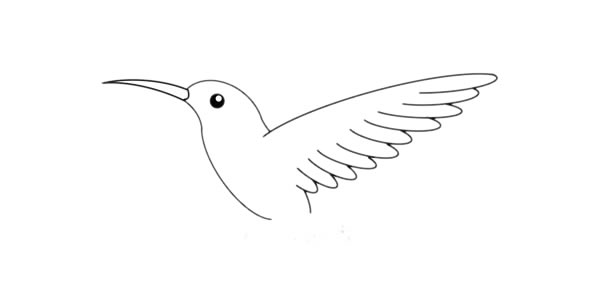 蜂鳥簡筆畫 漂亮的蜂鳥簡筆畫畫法步驟圖片