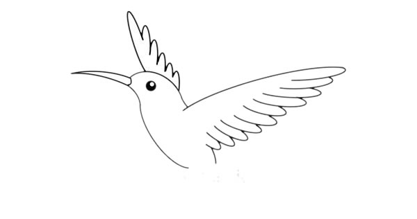 蜂鳥簡筆畫 漂亮的蜂鳥簡筆畫畫法步驟圖片