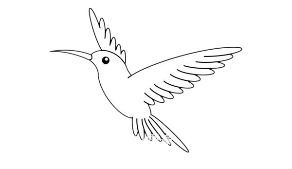 蜂鳥簡筆畫 漂亮的蜂鳥簡筆畫畫法步驟圖片