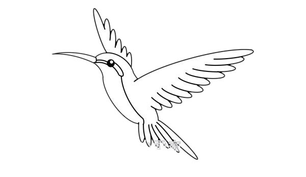 蜂鳥簡筆畫 漂亮的蜂鳥簡筆畫畫法步驟圖片