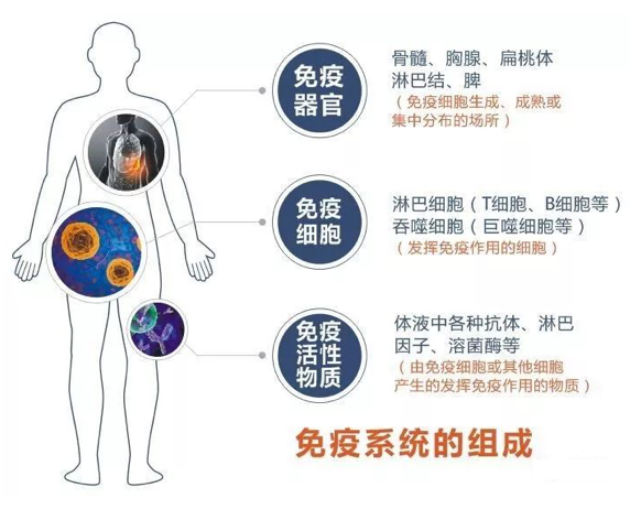 吃什么可以提高免疫力？