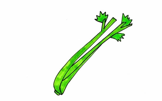 芹菜簡筆畫 芹菜簡筆畫彩色_芹菜簡筆畫畫法步驟圖片教程