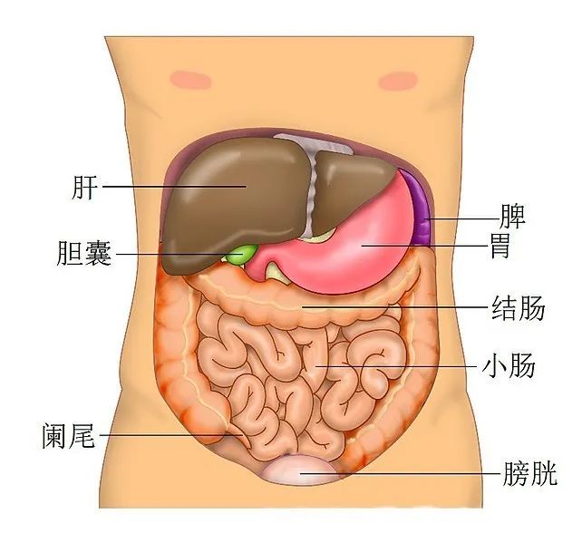 新冠病毒疫情中的救命神器“人工肝”，是怎樣煉成的？