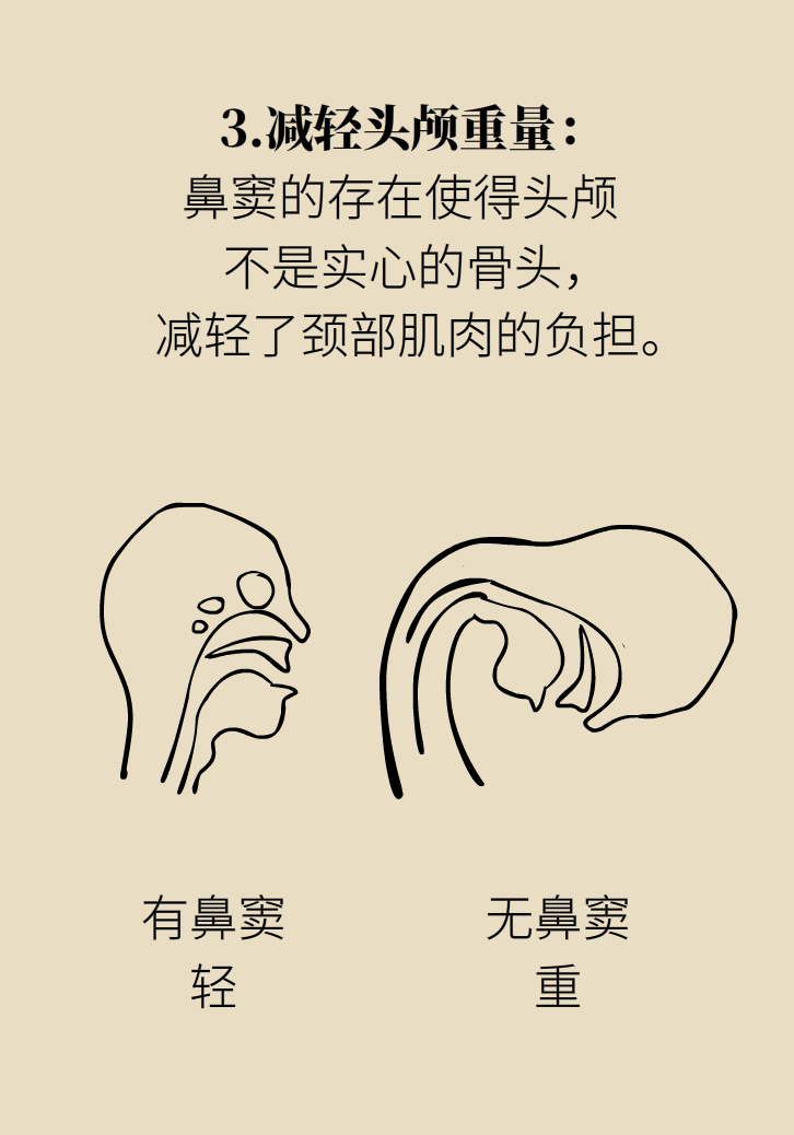 為什么鼻竇發(fā)炎，疼的卻是頭、眼和牙？