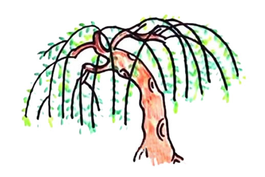 柳樹(shù)怎么畫(huà)？