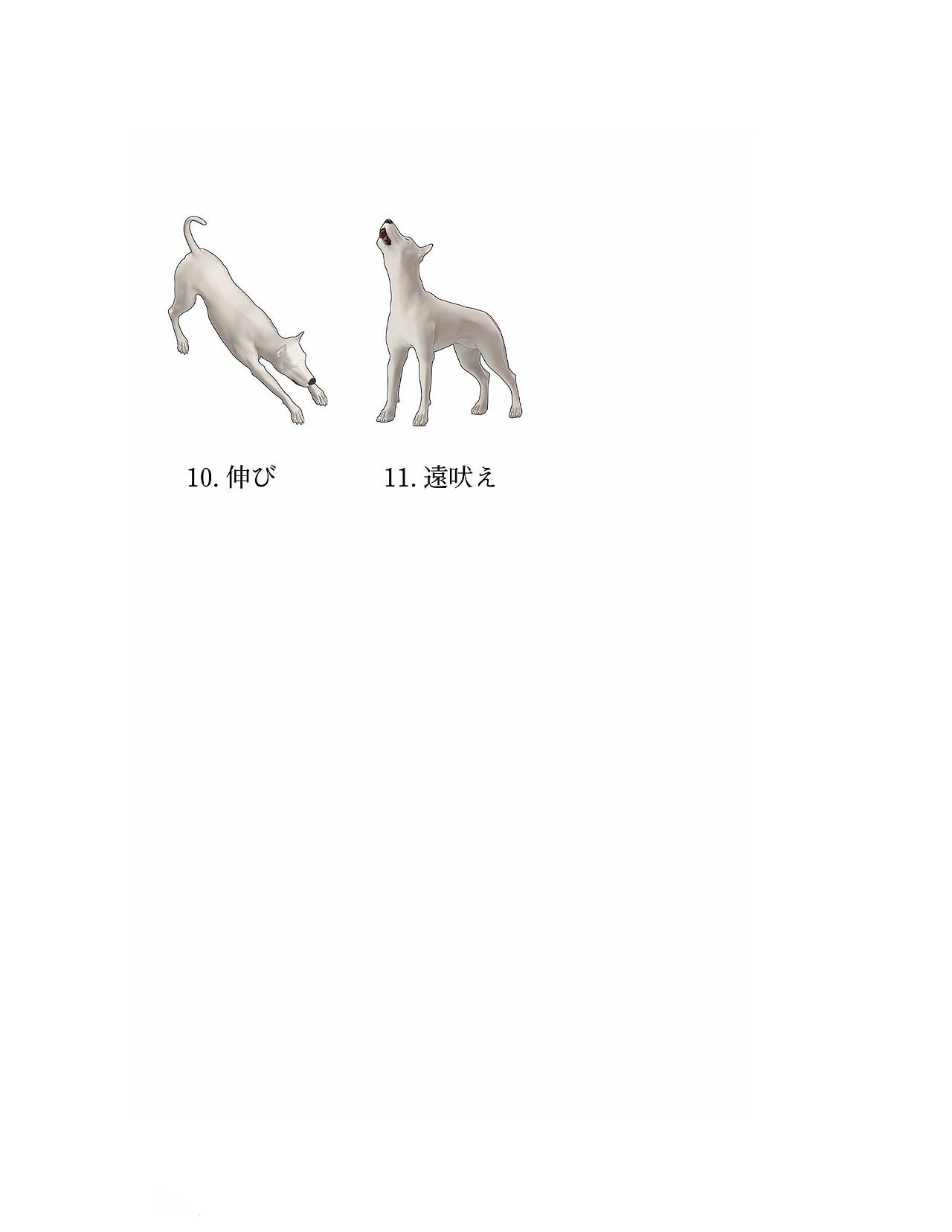貓?jiān)趺串?，狗狗怎么畫？貓、犬の繪畫方法
