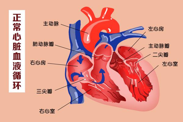 這幾扇“門”，決定了血液的流向