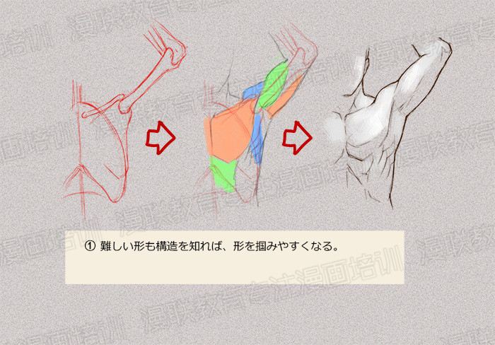 零基礎(chǔ)學(xué)繪畫教程！如何正確掌握繪畫人體結(jié)構(gòu)？