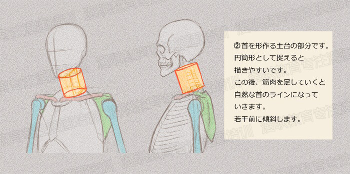 零基礎(chǔ)學(xué)繪畫教程！如何正確掌握繪畫人體結(jié)構(gòu)？