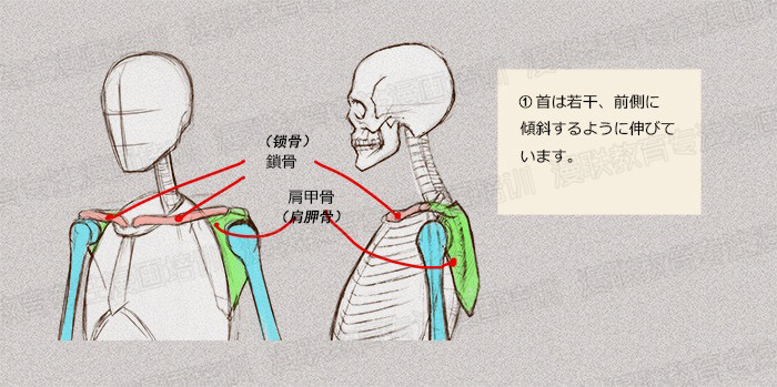 零基礎(chǔ)學(xué)繪畫教程！如何正確掌握繪畫人體結(jié)構(gòu)？