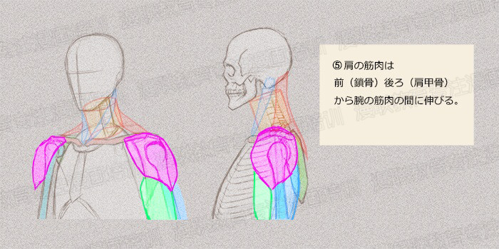 零基礎(chǔ)學(xué)繪畫教程！如何正確掌握繪畫人體結(jié)構(gòu)？