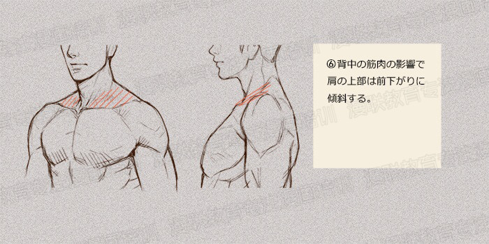 零基礎(chǔ)學(xué)繪畫教程！如何正確掌握繪畫人體結(jié)構(gòu)？