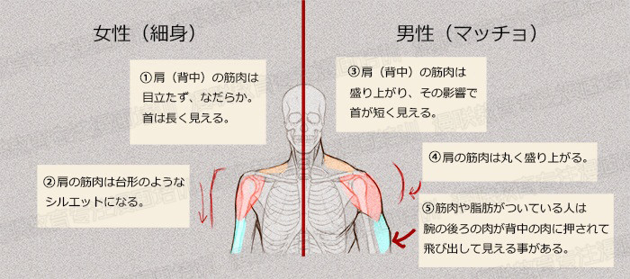 零基礎(chǔ)學(xué)繪畫教程！如何正確掌握繪畫人體結(jié)構(gòu)？