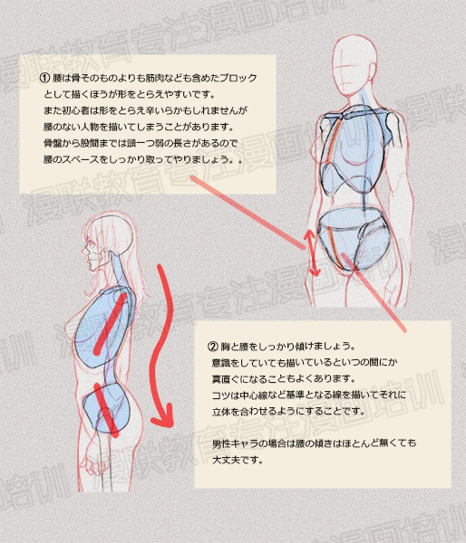 零基礎(chǔ)學(xué)繪畫教程！如何正確掌握繪畫人體結(jié)構(gòu)？