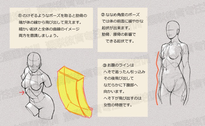 零基礎(chǔ)學(xué)繪畫教程！如何正確掌握繪畫人體結(jié)構(gòu)？