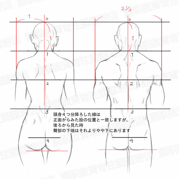 「教程」如何正確掌握人體結(jié)構(gòu) part 01 男女背部的區(qū)別畫法 「教程」如何正確掌握人體結(jié)構(gòu) part 01 男女背部的區(qū)別畫法