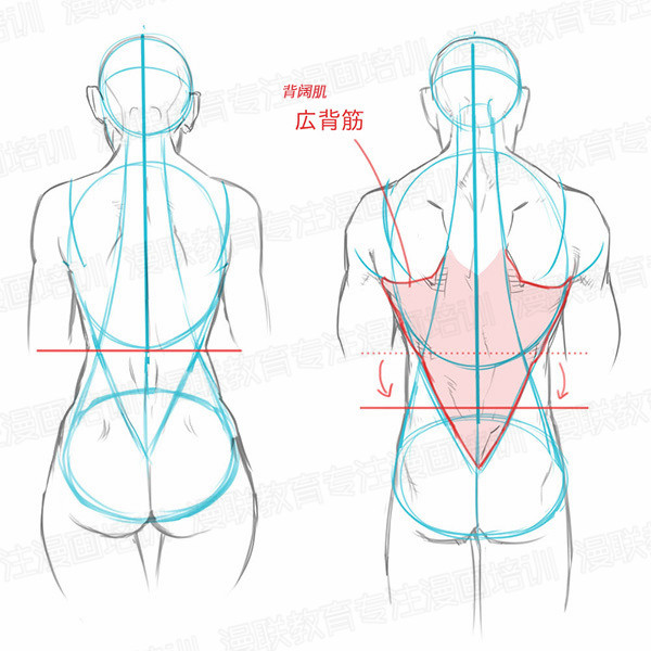 「教程」如何正確掌握人體結(jié)構(gòu) part 01 男女背部的區(qū)別畫法 「教程」如何正確掌握人體結(jié)構(gòu) part 01 男女背部的區(qū)別畫法