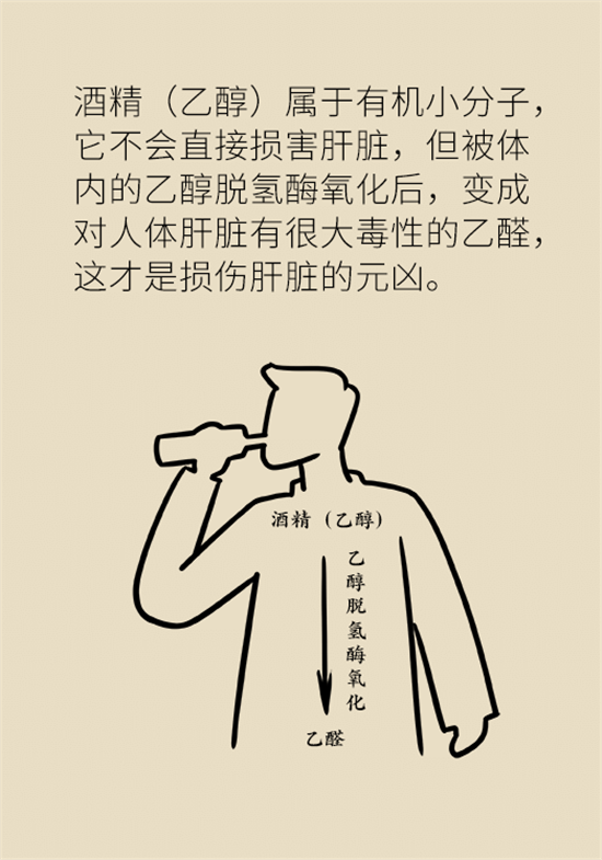 喝酒之后會傷肝？這個因素很重要