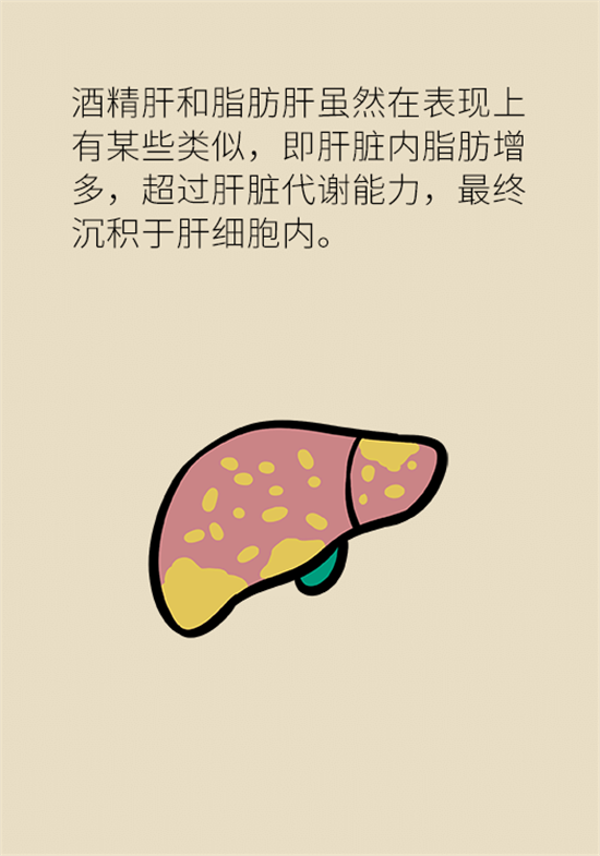 喝酒之后會傷肝？這個因素很重要
