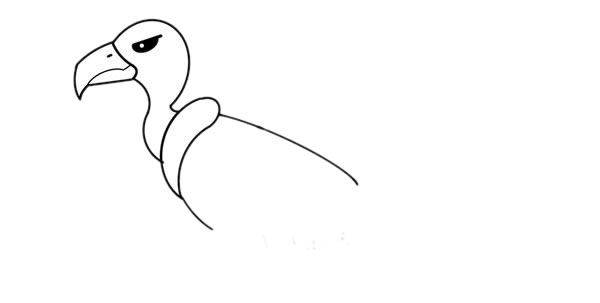禿鷲簡(jiǎn)筆畫(huà)圖片