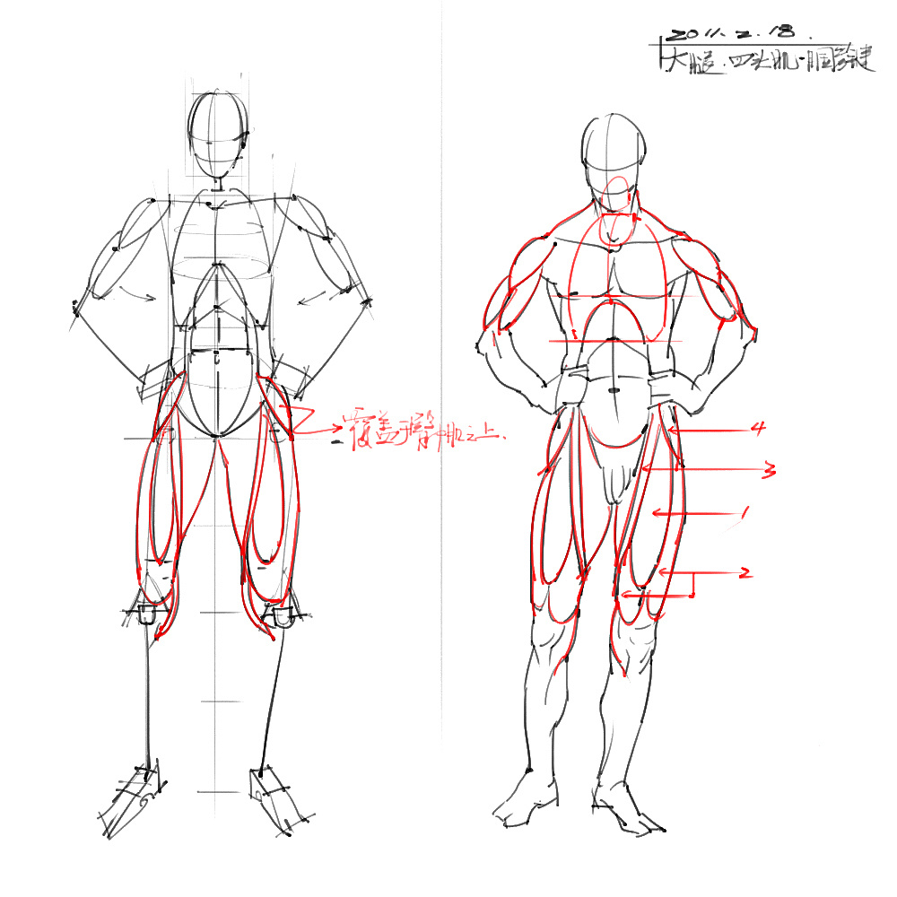 「動漫設(shè)計」分享一波繪畫專用人體解剖素材 part 04 「動漫設(shè)計」分享一波繪畫專用人體解剖素材 part 04