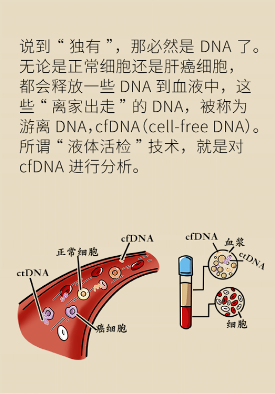 論發(fā)現(xiàn)早期肝癌的本事，cfDNA比AFP更精準(zhǔn)，比影像學(xué)更早一步