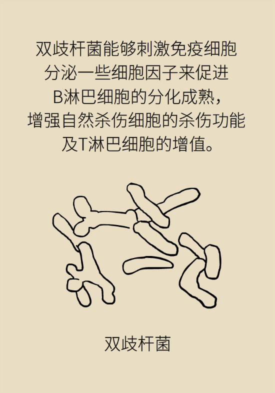 益生菌真能提高免疫力嗎？專家提醒注意這8點