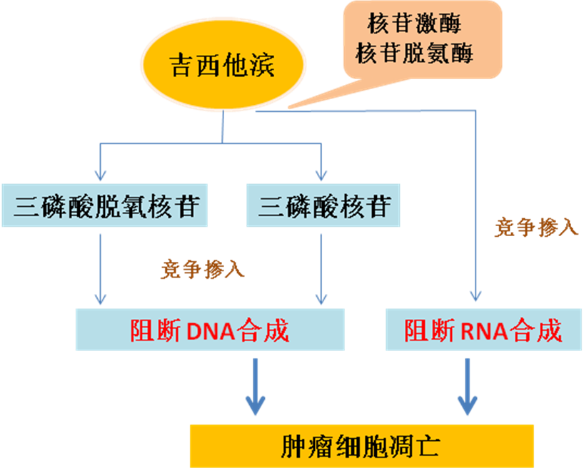 同樣的藥，為什么對(duì)他有效卻對(duì)你沒(méi)效果，可能得問(wèn)腸道菌群