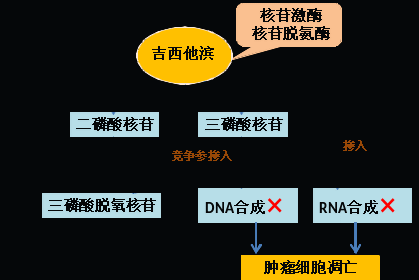 同樣的藥，為什么對(duì)他有效卻對(duì)你沒(méi)效果，可能得問(wèn)腸道菌群