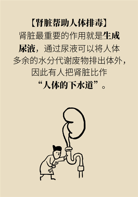 經常憋尿會得急性腎炎？