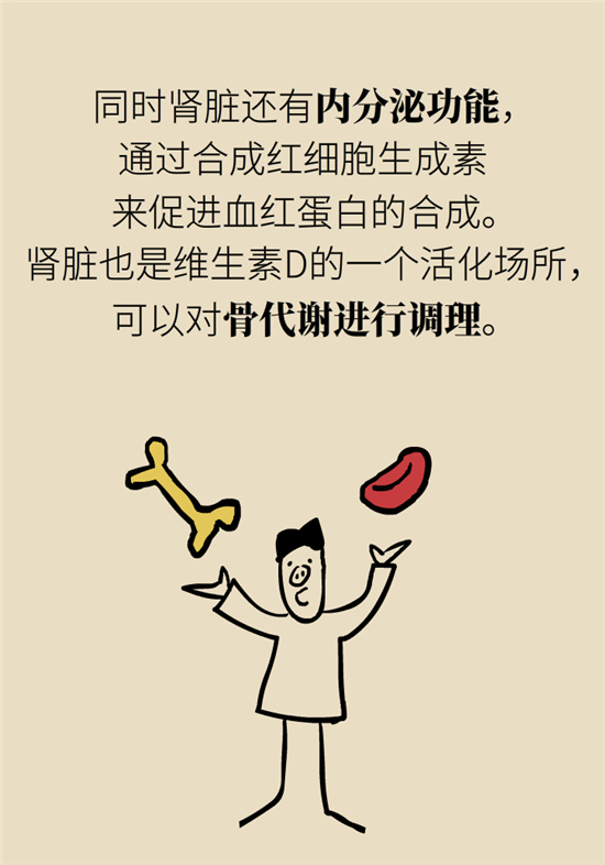 經常憋尿會得急性腎炎？