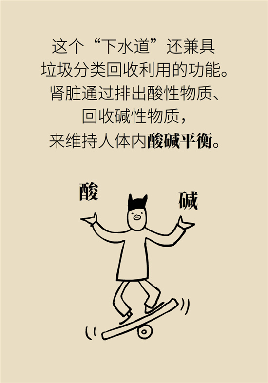 經常憋尿會得急性腎炎？