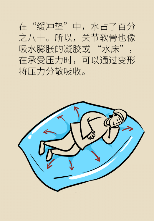 人老關節(jié)也會老嗎？