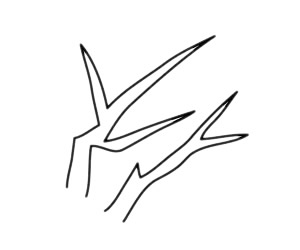 梅花 梅花簡筆畫圖片