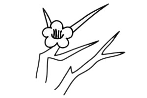 梅花 梅花簡筆畫怎么畫步驟圖解