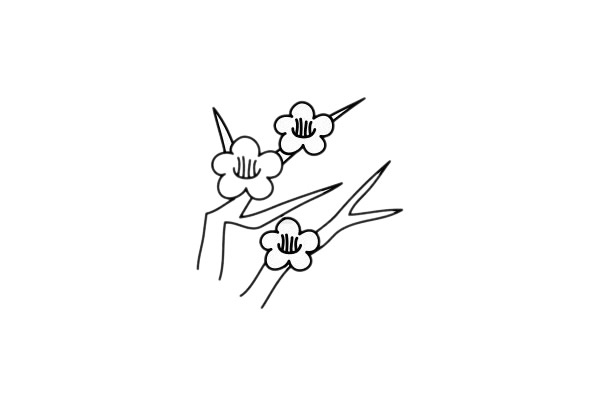 梅花 梅花簡筆畫圖片