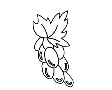 葡萄 葡萄簡(jiǎn)筆畫(huà)圖片