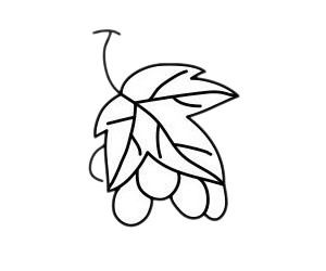 葡萄 葡萄簡(jiǎn)筆畫(huà)圖片