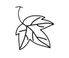 葡萄 葡萄簡(jiǎn)筆畫(huà)圖片
