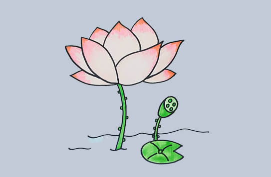 荷花怎么畫？